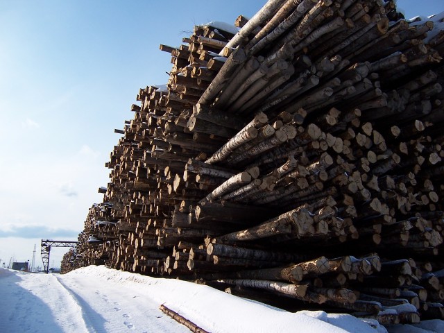 Российские лесозаготовители могут не опасаться потерять работу